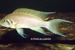 Neolamprologus sp  Daffodil - 